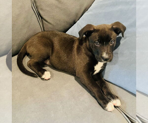 Medium Photo #3 Mutt Puppy For Sale in Germantown, OH, USA