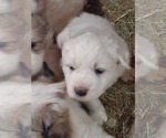 Small Photo #5 Great Pyrenees Puppy For Sale in RONAN, MT, USA