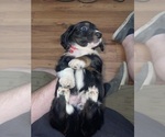 Small Photo #1 Dachshund Puppy For Sale in MODESTO, CA, USA