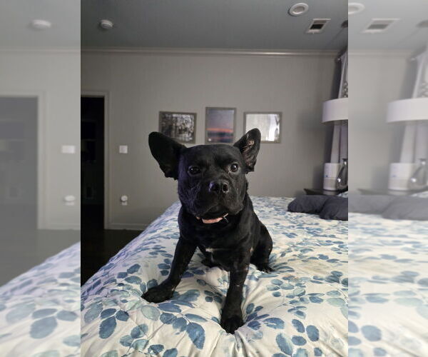 Medium Photo #6 French Bulldog-Unknown Mix Puppy For Sale in Boston, MA, USA