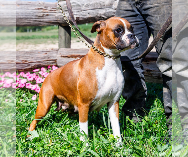 Medium Photo #1 Boxer Puppy For Sale in WAKARUSA, IN, USA