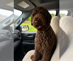 Small #1 Chocolate Labrador retriever-Poodle (Standard) Mix