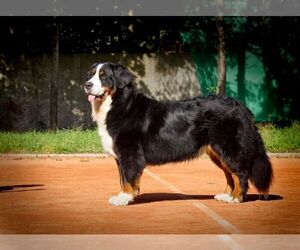 Mother of the Bernese Mountain Dog puppies born on 05/10/2022