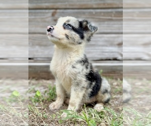 Australian Shepherd Puppy for sale in ORLANDO, FL, USA