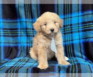 Poodle (Miniature)-Siberian Husky Mix Puppy for sale in LAKELAND, FL, USA