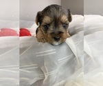 Baby Boy Green - Male Yorkshire Terrier Puppy for Sale - Photo #2