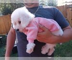 Small Photo #34 Maltipoo Puppy For Sale in BRISTOL, PA, USA
