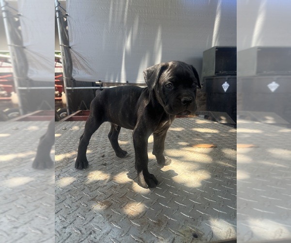 Medium Photo #3 Cane Corso Puppy For Sale in SAN DIEGO, CA, USA