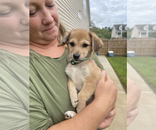 Medium Photo #1 Chihuahua-Unknown Mix Puppy For Sale in Virginia Beach, VA, USA