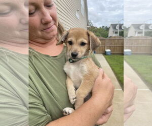 Chihuahua-Unknown Mix Dogs for adoption in Virginia Beach, VA, USA