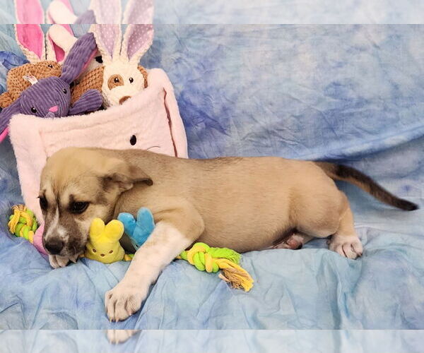 Medium Photo #2 Labsky Puppy For Sale in Wetumpka, AL, USA