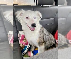 Australian Shepherd Dogs for adoption in Palatine/Kildeer/Buffalo grove, IL, USA