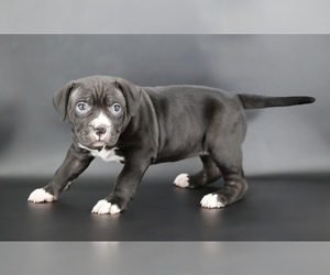 American Bully Puppy for sale in CHAMPAIGN, IL, USA