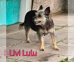 Small #24 Mutt
