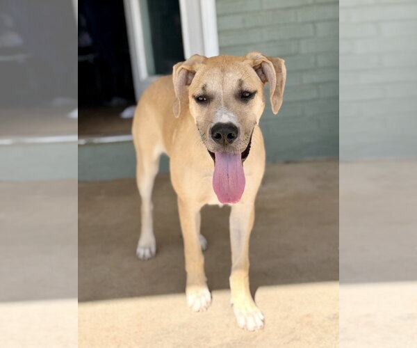 Medium Photo #1 Great Dane-Unknown Mix Puppy For Sale in Andover, MN, USA