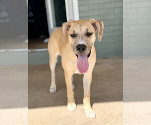 Great Dane-Unknown Mix Dogs for adoption in Andover, MN, USA