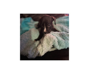 American Bully-American Pit Bull Terrier Mix Puppy for sale in LANSFORD, PA, USA