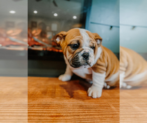 English Bulldog Puppy for sale in WEST PLAINS, MO, USA