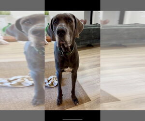 Bruno - Male Great Dane Dog for Adoption - Photo #3