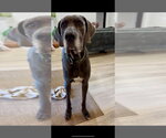 Small Photo #3 Great Dane Puppy For Sale in Bullard, TX, USA