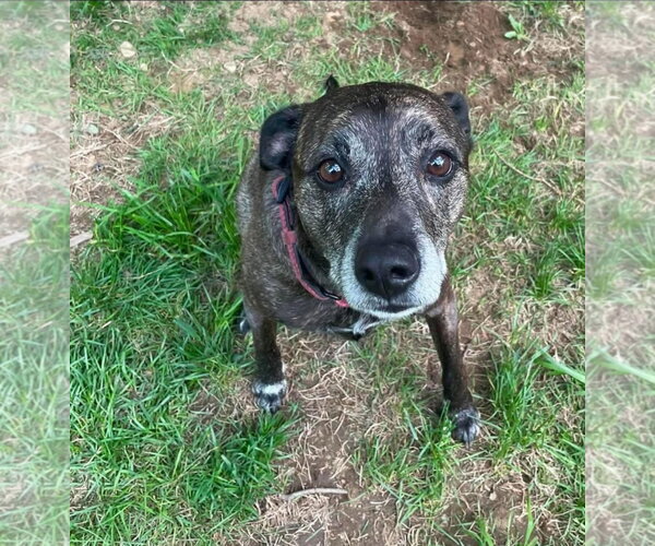 Medium Photo #3 Labrador Retriever-Mountain Cur Mix Puppy For Sale in Alexander, AR, USA
