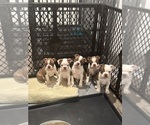Small Photo #13 Boston Terrier Puppy For Sale in NEWPORT, NC, USA