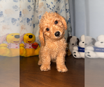 Small #21 Goldendoodle mix (+ Poodle Miniature)