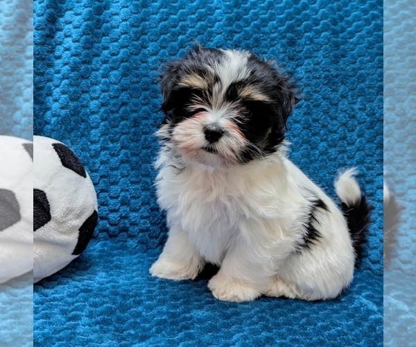 Medium Photo #5 Havanese Puppy For Sale in POST FALLS, ID, USA