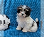 Small #4 Havanese