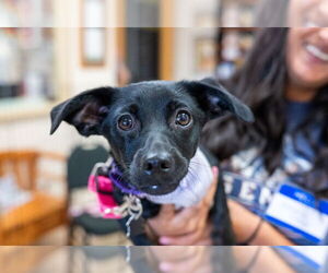 Chiweenie Dogs for adoption in Mundelein, IL, USA