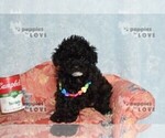 Small #10 Poodle (Toy)