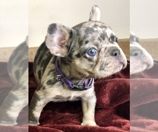 Medium Photo #13 French Bulldog Puppy For Sale in BUCKS BAR, CA, USA