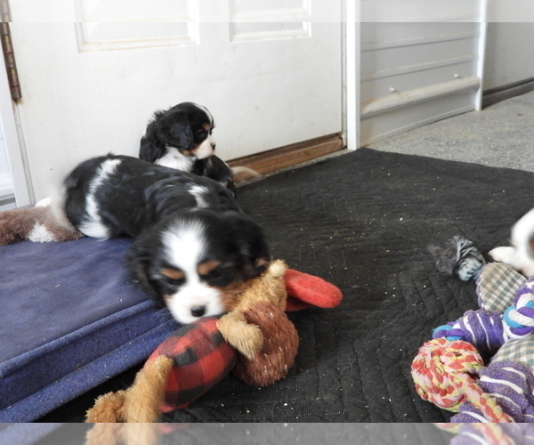 Medium Photo #17 Cavalier King Charles Spaniel Puppy For Sale in CARLISLE, KY, USA