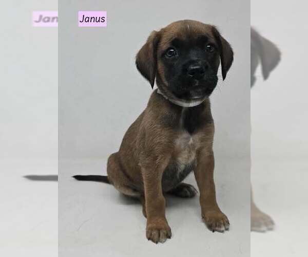 Medium Photo #3 Boxador Puppy For Sale in Brewster, NY, USA