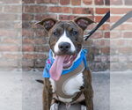 Small #2 American Pit Bull Terrier-Mountain Cur Mix