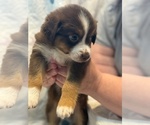 Small #1 Australian Shepherd