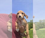 Small #2 Australian Shepherd-Dachshund Mix