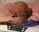 Small Photo #6 Vizsla Puppy For Sale in SYLVA, NC, USA