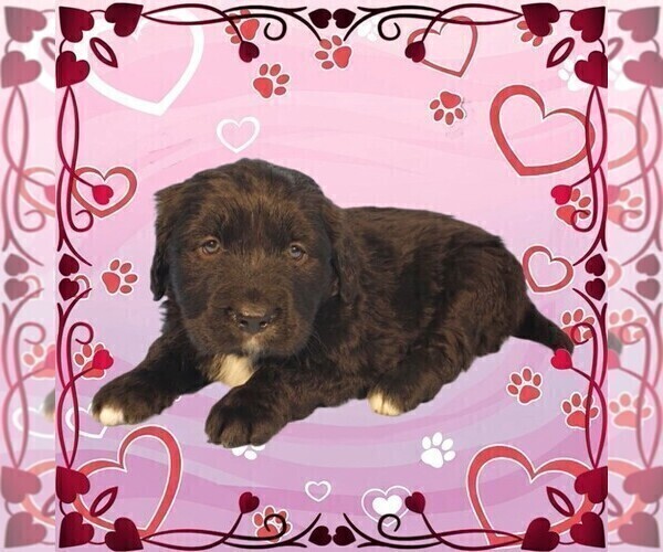 Medium Photo #17 Golden Mountain Dog Puppy For Sale in BLACK FOREST, CO, USA