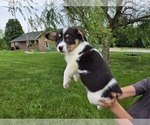 Small #12 American Corgi