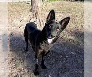 German Shepherd Dog-Unknown Mix Dogs for adoption in Conroe, TX, USA