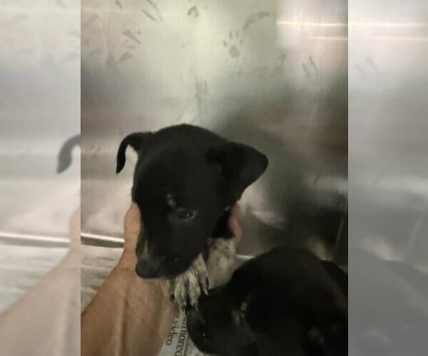 Medium Photo #1 Mutt Puppy For Sale in Bakersfield, CA, USA