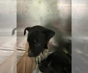 Mutt Dogs for adoption in Bakersfield, CA, USA