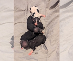 American Hairless Terrier Puppy for sale in PHOENIX, AZ, USA