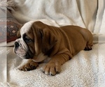Small Photo #15 English Bulldog Puppy For Sale in JOHNS ISLAND, SC, USA