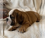 Small #14 English Bulldog