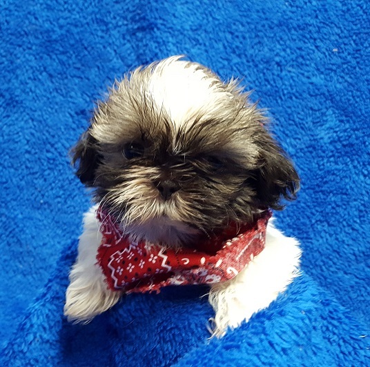 Medium Photo #10 Shih Tzu Puppy For Sale in BUFFALO, MO, USA
