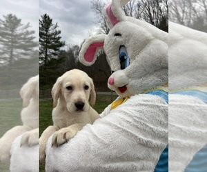 Labrador Retriever Puppy for sale in NEOLA, WV, USA