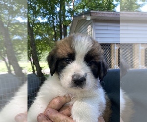 Saint Bernard Puppy for sale in MOCKSVILLE, NC, USA