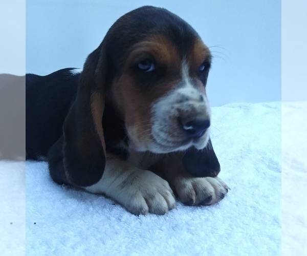 Medium Photo #2 Basset Hound Puppy For Sale in NEW CANTON, VA, USA